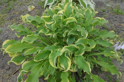 Hosta "Wheee!"
