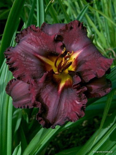 Hemerocallis „Black Stockings”