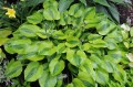 Hosta „Luna Moth”