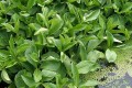 Menyanthes trifoliata tworzący pło