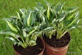 Hosta „Woop Woop”