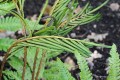 Matteucia orientalis