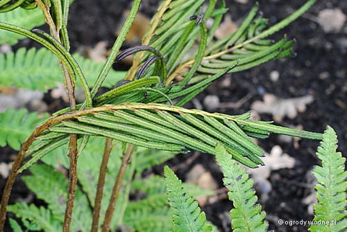 Matteucia orientalis