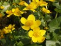 Caltha palustris