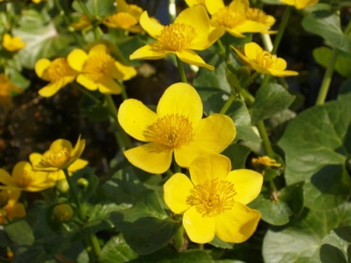 Caltha palustris