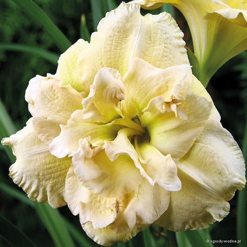 Hemerocallis „Bowl of Cream”
