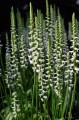 Spiranthes cernua "Chadd's Ford"