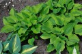 Hosta "Luna Moth"