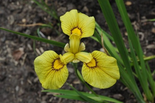 Iris pseudata „Chance Beauty”
