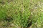 Juncus effusus - sit rozpierzchły