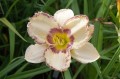 Hemerocallis „Antique Linen”