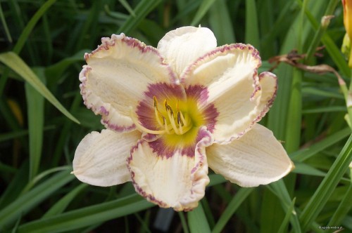 Hemerocallis „Antique Linen”