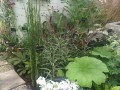 Lysimachia atropurpurea „Beaujolais” - w kompozycji