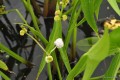 Sagittaria trifolia „Fore Plena” - kwiat na tle strzałkowatych liści
