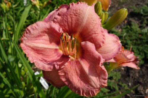 Hemerocallis „Kopernik”