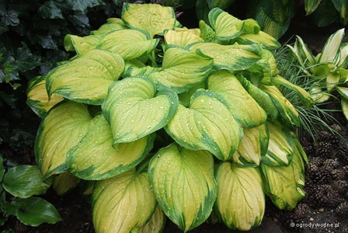 Funkia „Stained Glass”