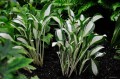 Hosta "Diamond Necklace"
