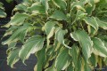 Hosta „Deliverance”