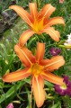 Hemerocallis „Margaret Perry” fot. KG