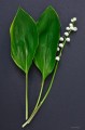 Convallaria majalis „Aureomarginata”