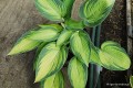 Hosta „June”