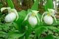Cypripedium „Sabine Pastel”