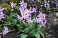 Erythronium dens-canis „Purple King”