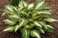 Hosta „Christmas Candy”