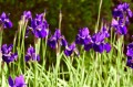 Iris sibirica „Kundel”