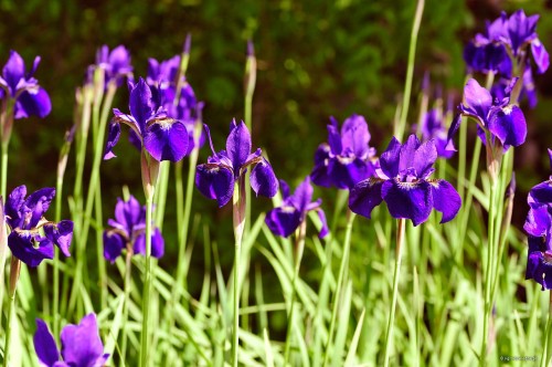 Iris sibirica „Kundel”