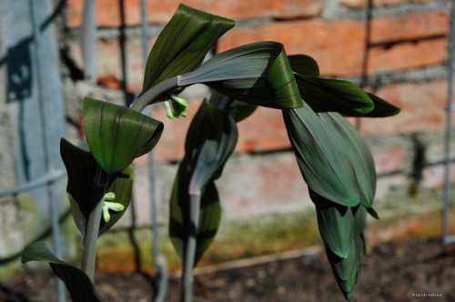 Polygonatum hybridum „Betberg”