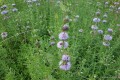Mentha cervina 