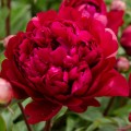 Paeonia lactiflora „Peter Brand”