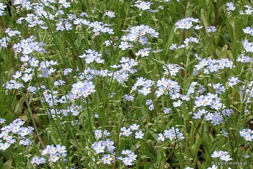Myosotis palustris