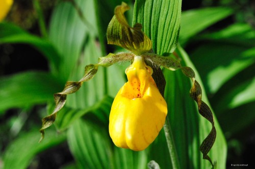 Cypripedium pubescens