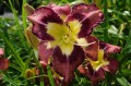Hemerocallis "Spacecoast Behavior Pattern"