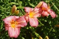Hemerocallis „Warta”