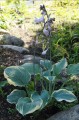 Hosta ''Inspire Greatness''
