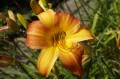 Hemerocallis „Mozaika”