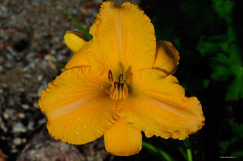 Hemerocallis „Sympatia”