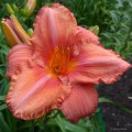 Hemerocallis „South Seas” fot. KG