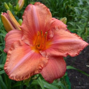 Hemerocallis „South Seas” - liliowiec
