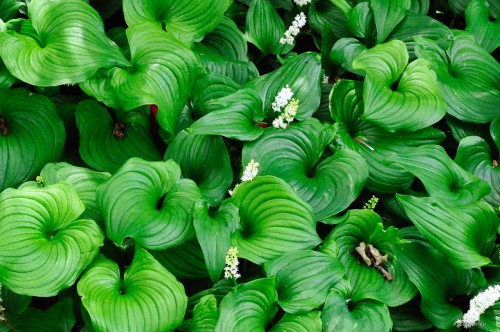 Maianthemum bifolium var. kamtschatikum