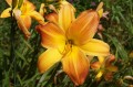 Hemerocallis „Mozaika”