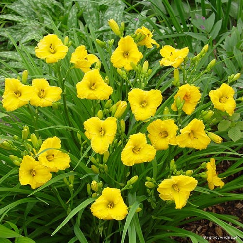 Hemerocallis „Bakabana”