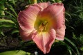 Hemerocallis „Honorata”