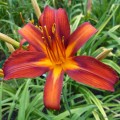Hemerocallis „Sammy Russel” fot. KG