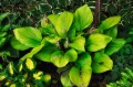 Hosta "Sum and Substance"
