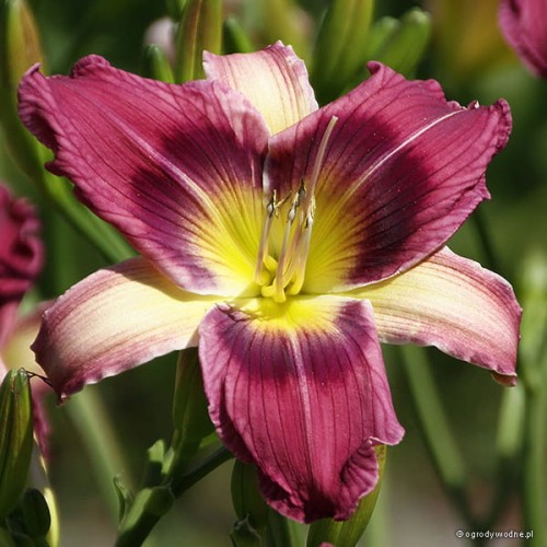 Hemerocallis „Magic Dancer”
