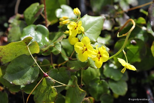 Epimedium x perralchicum „Frohnleiten”